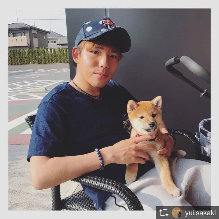 榊翔太さんのインスタグラム写真 - (榊翔太Instagram)「Repost from @yui.sakaki @TopRankRepost #TopRankRepost @koro_koro29  ころちゃん専用アカウント 作りました〜🐶❤︎ 昨日は旦那さんが帰ってきた 瞬間大喜びなころちゃん😍可愛かった❤︎ 旦那さんと少しそっくりな写真🤳 載せましたので見てね🦊 #愛犬#柴犬#ころちゃん#柴 #子犬#3ヶ月」4月2日 17時00分 - shota.sakaki