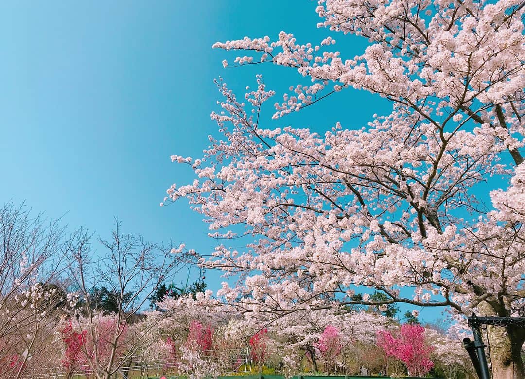 ななぴさんのインスタグラム写真 - (ななぴInstagram)「love spring ...🌸💗🍓💐 .  毎年この春の暖かい匂いと 柔らかいお日様が大好き💕  散る前にたくさん桜見に行けて今年は嬉しかった🌸しあわせだ〜🕊 .  今日はちょっと新たにおしらせがあります。 ストーリー更新するからみててね😊🌸 .  良い月曜日を💗 . .  #お花見 #花見 #桜 #cherryblossom #sakura #満開」4月2日 10時27分 - __nanapgram__