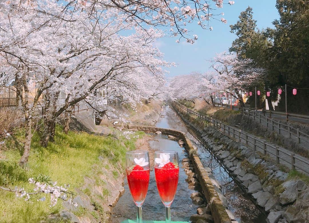 ななぴさんのインスタグラム写真 - (ななぴInstagram)「love spring ...🌸💗🍓💐 .  毎年この春の暖かい匂いと 柔らかいお日様が大好き💕  散る前にたくさん桜見に行けて今年は嬉しかった🌸しあわせだ〜🕊 .  今日はちょっと新たにおしらせがあります。 ストーリー更新するからみててね😊🌸 .  良い月曜日を💗 . .  #お花見 #花見 #桜 #cherryblossom #sakura #満開」4月2日 10時27分 - __nanapgram__