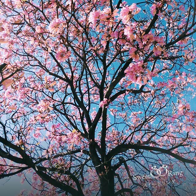 SweetRing Japanのインスタグラム：「🌸今年の桜も綺麗に咲きました🌸 先週は暖かい日が続いて、まさにお花見日和でしたね〜！ 一緒にお花見するお相手、SweetRingで探してみませんか？？ #恋 #恋心 #幸せ  #婚活 #恋活 #マッチング  #恋愛post #恋愛 #恋愛成就 #婚活応援 #繋がり #出会い #一期一会 #引き寄せの法則 #婚活してる人と繋がりたい  #婚活アプリ #質問から始まる婚活アプリ #マッチングアプリ#恋活アプリ #桜 #満開  #sweetring #sweetringapp #sweetringjp  #lovestagram #instafollow  #smile」