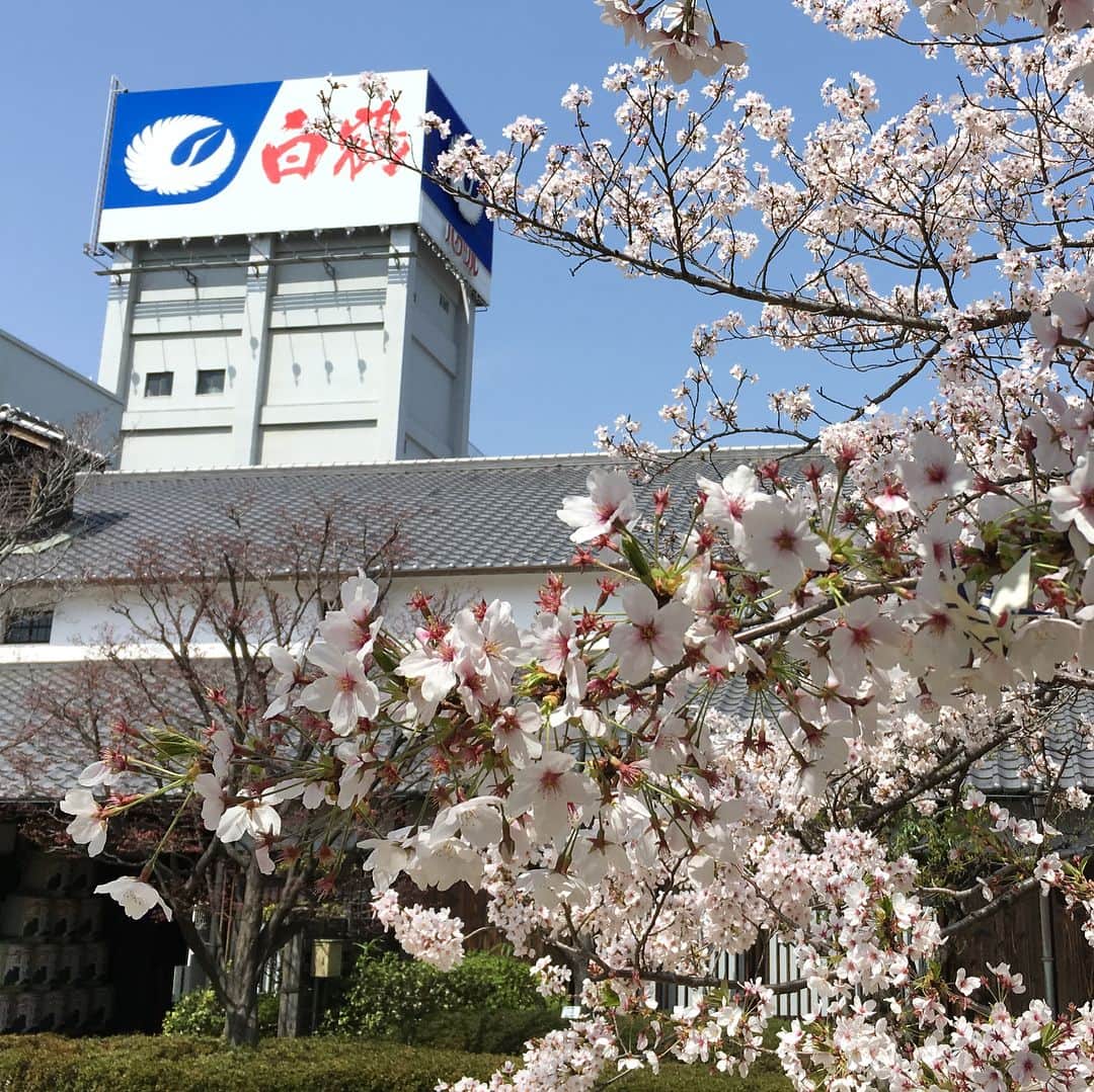 白鶴酒造株式会社のグルメインスタ