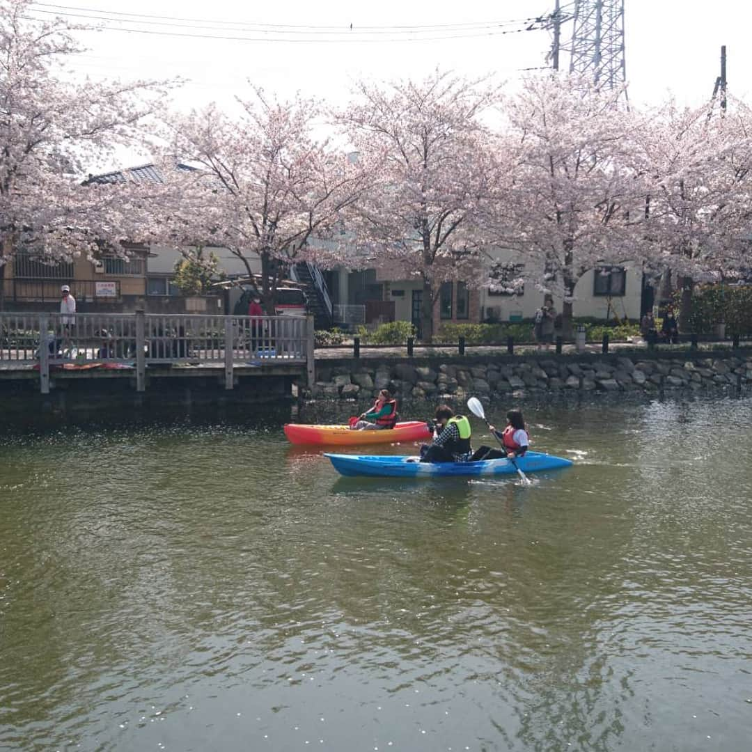 松本実優のインスタグラム：「きのうは江戸川区の広報番組のロケでした！満開の桜を眺めながらカヌー初体験♫はじめは怖すぎてワーキャーでしたが、徐々に慣れて爽快でした😂✨ #カヌー #満開の桜 #東京2020大会に向けた取り組み #江戸川区」