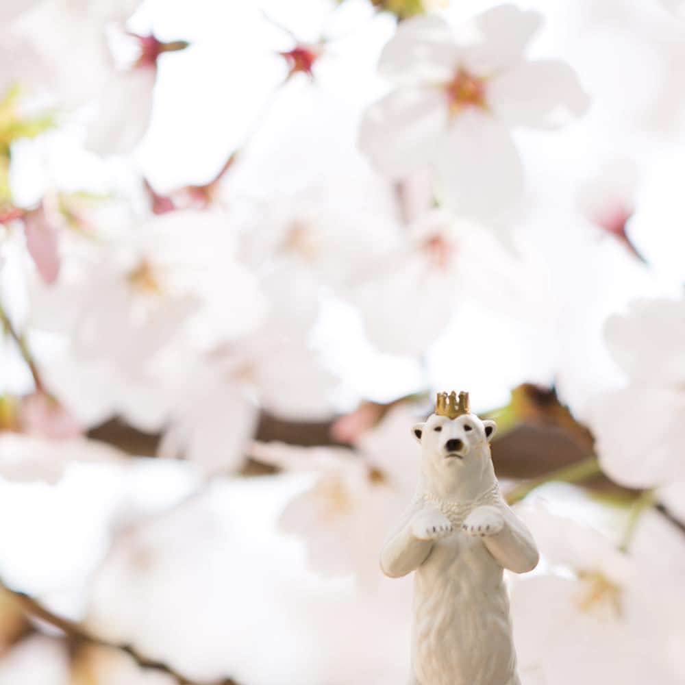 SMELLYさんのインスタグラム写真 - (SMELLYInstagram)「. メリー、お花見をする🍡 . . #smelly #smellyjp #スメリー #メリーちゃん #しろくま #白くま #桜」4月2日 20時25分 - smelly.jp