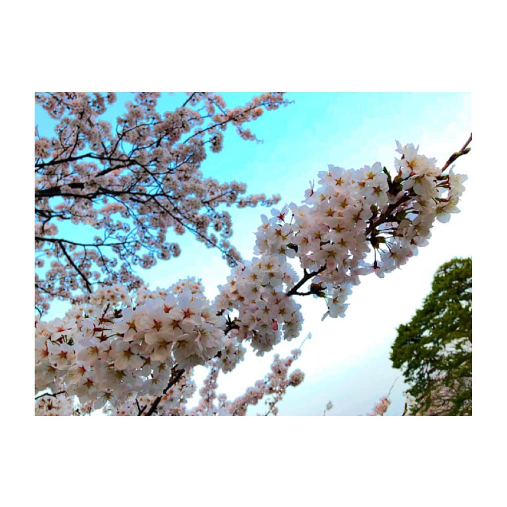 竹澤萌子さんのインスタグラム写真 - (竹澤萌子Instagram)「お花見行って来たよ〜💓💓🌸🍡 #today#dayoff#cherryblossom#kenrokuen#sunnyday#spring#instagood#instalike#me#model#japanesegirl#お花見#桜#兼六園#金沢城#屋台#目当て#サツマスティック#毎年恒例#花より団子#🌸#🍡#🍠」4月2日 22時03分 - moeco_world