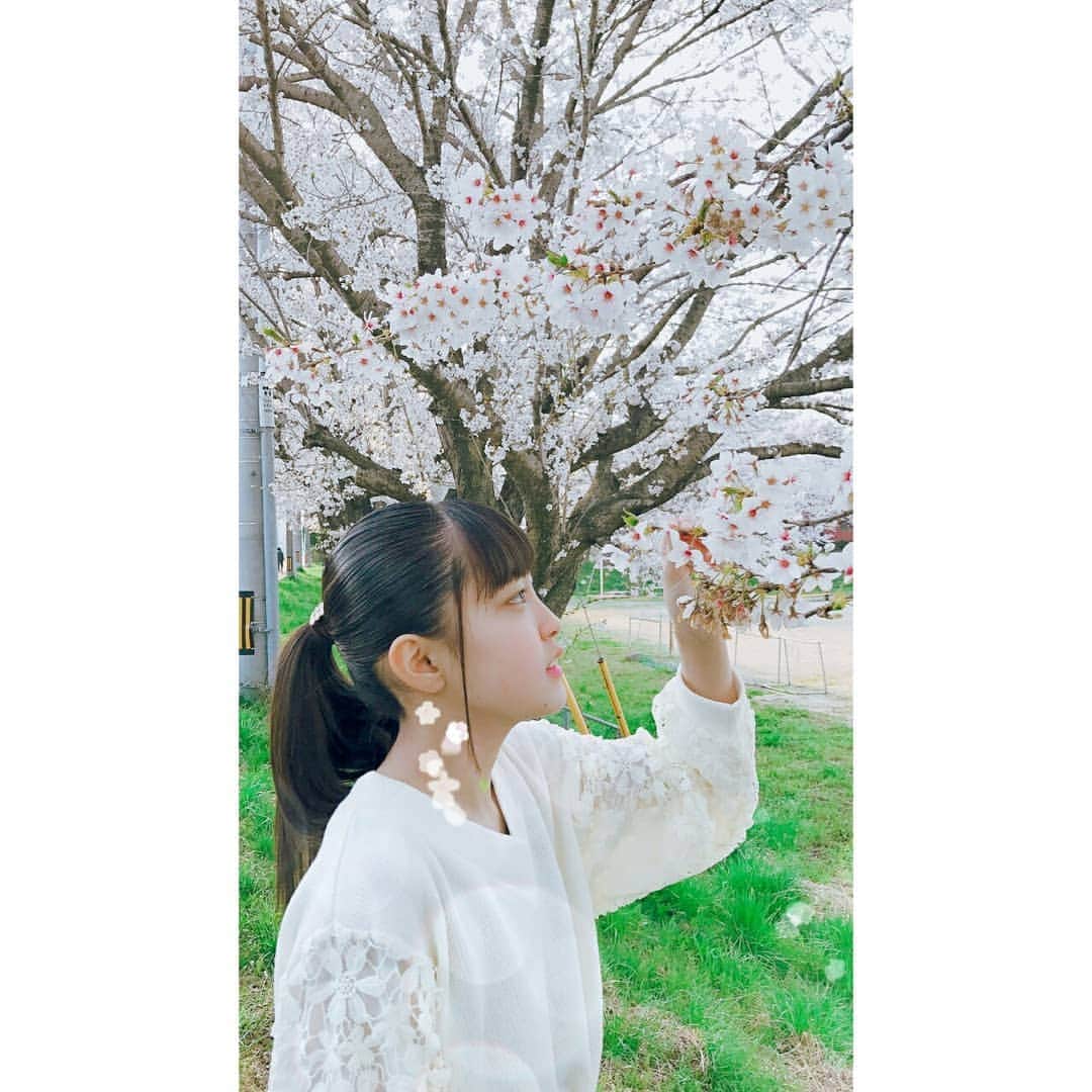 稲川美紅のインスタグラム：「桜！！！ もう満開ってほど満開ですよね🌸  二枚目は香りを頑張って嗅いでいますが ((鼻が詰まっています。  今日は暖かくてお花見している方がたくさんいましたとさ🐝🌷 #桜 #さくら #お花見」