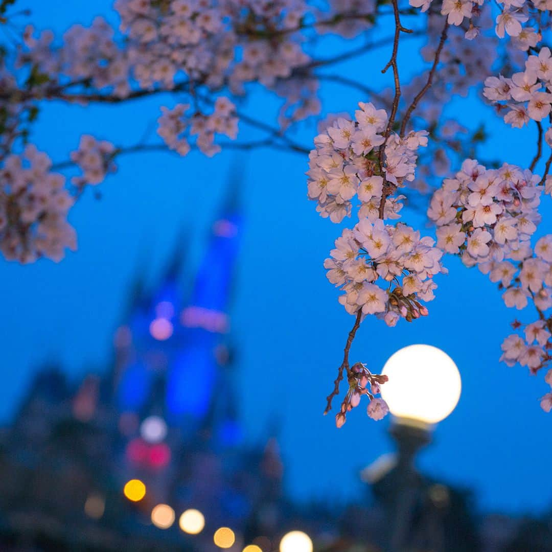 東京ディズニーリゾートさんのインスタグラム写真 - (東京ディズニーリゾートInstagram)「Which scene do you like?  Night time? or Day time? まだ散らないで～🌸 #cinderellacastle #tokyodisneyland #tokyodisneyresort #cherryblossom #prunusyedoensis #シンデレラ城 #東京ディズニーランド #東京ディズニーリゾート #桜 #ソメイヨシノ #夜桜」4月3日 12時57分 - tokyodisneyresort_official