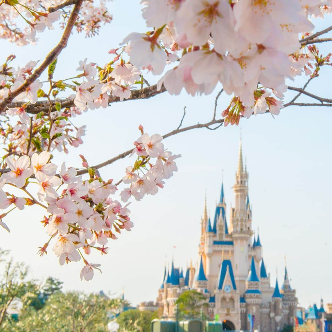 東京ディズニーリゾートさんのインスタグラム写真 - (東京ディズニーリゾートInstagram)「Which scene do you like?  Night time? or Day time? まだ散らないで～🌸 #cinderellacastle #tokyodisneyland #tokyodisneyresort #cherryblossom #prunusyedoensis #シンデレラ城 #東京ディズニーランド #東京ディズニーリゾート #桜 #ソメイヨシノ #夜桜」4月3日 12時57分 - tokyodisneyresort_official