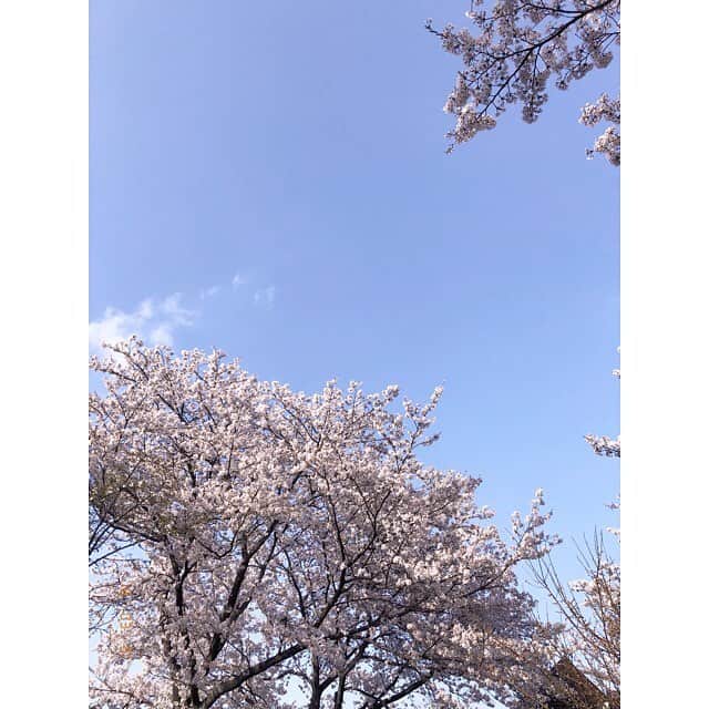 今田美桜さんのインスタグラム写真 - (今田美桜Instagram)「🌸 ついに私も花粉症かな。 鼻がかゆくてかゆくて くしゃみがとまりません。」4月3日 12時44分 - imada_mio
