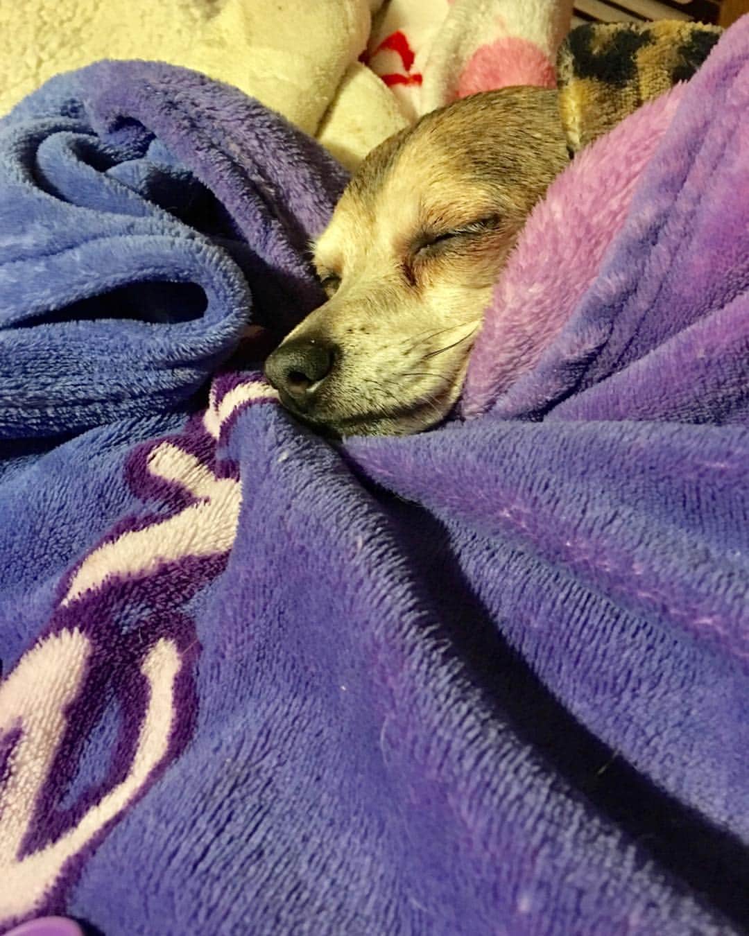 のインスタグラム：「My angel face,JenJen♥️ #Chihuahua #Angelface」