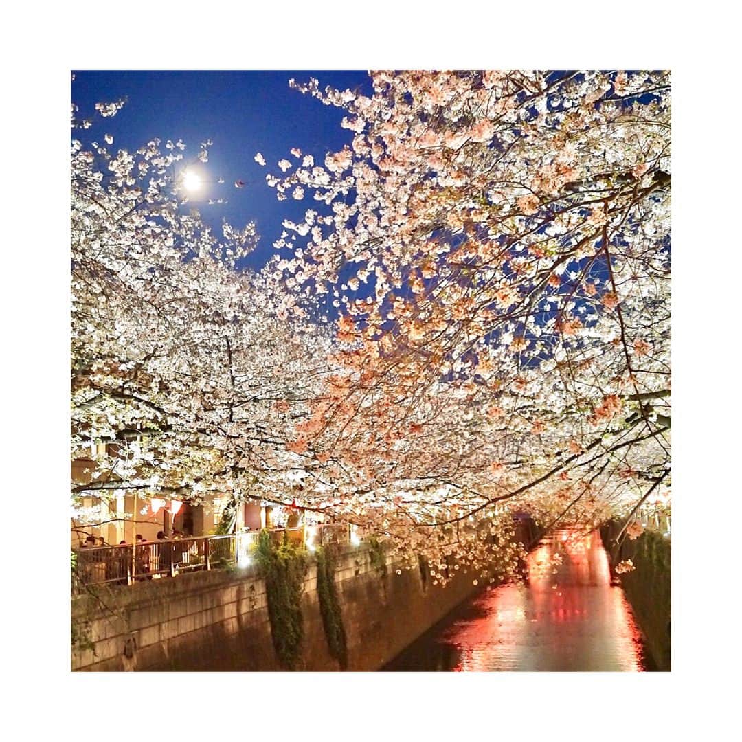 西村笑花さんのインスタグラム写真 - (西村笑花Instagram)「🌝 ・ ・ あっという間に桜も散ってちょっと切ないなぁ〜(´,,•ω•,,｀) 今月から新たな気持ちでまた色々頑張る！✊🏻🌸✨ #4月スタート #4月 #夜桜 #桜と月 #中目黒 #桜祭り #桜 #sakura #japan #🌸 #🌕 #🌝」4月3日 9時14分 - emika_nishimura