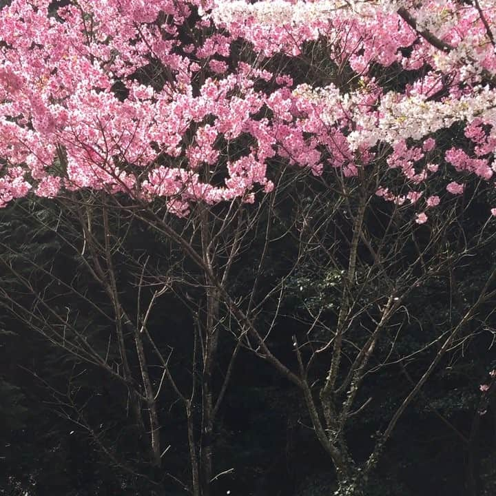 tosa_nishikawaのインスタグラム：「. Crows and Bush warbler. . .」