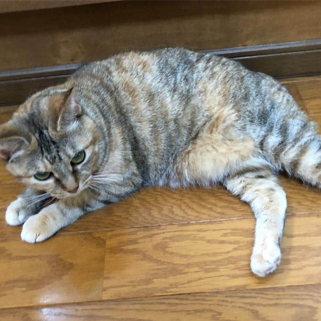 野間美由紀のインスタグラム：「今日はあったかいですにゃ。」