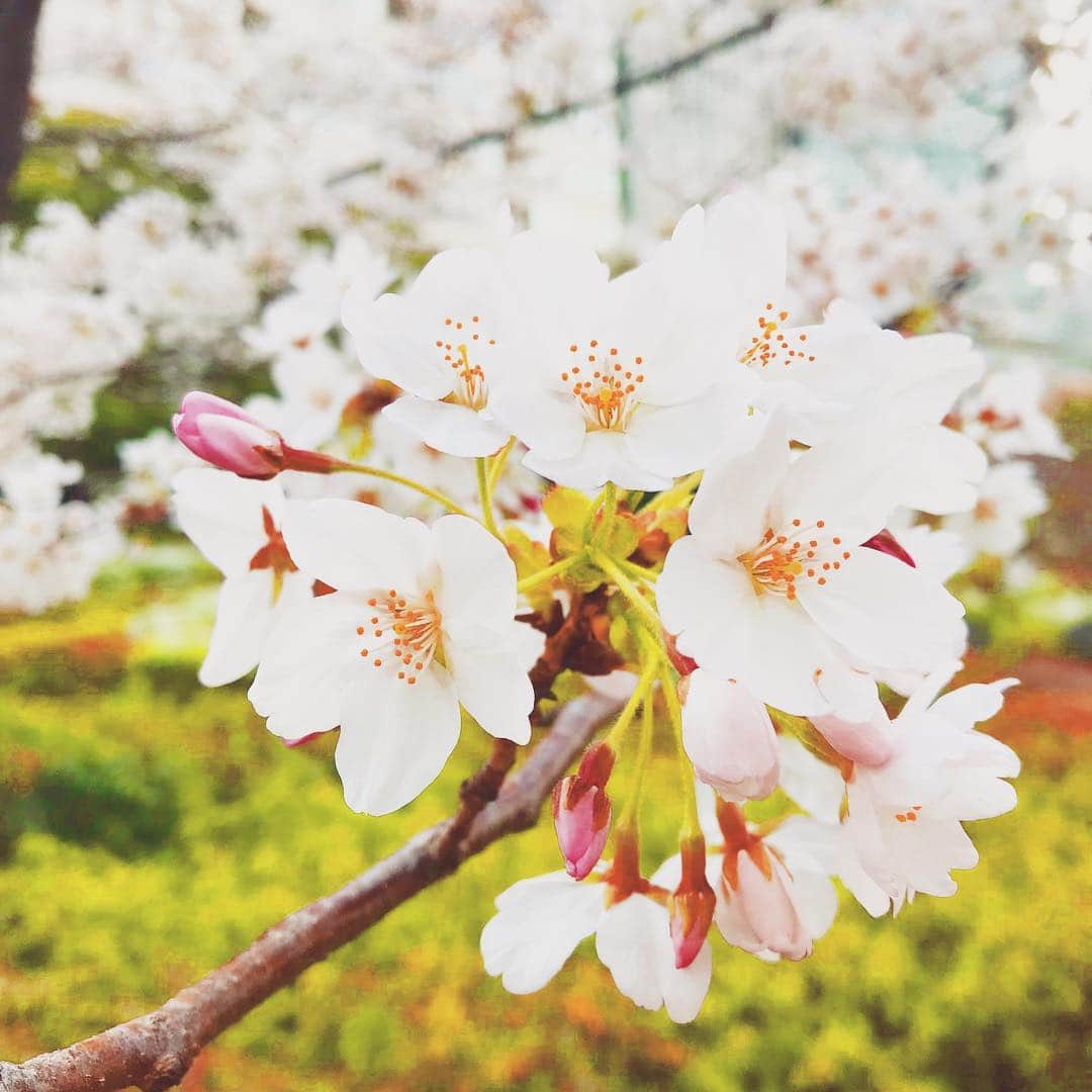 片山萌美さんのインスタグラム写真 - (片山萌美Instagram)「#桜 #sakura」4月3日 15時17分 - moet_mi