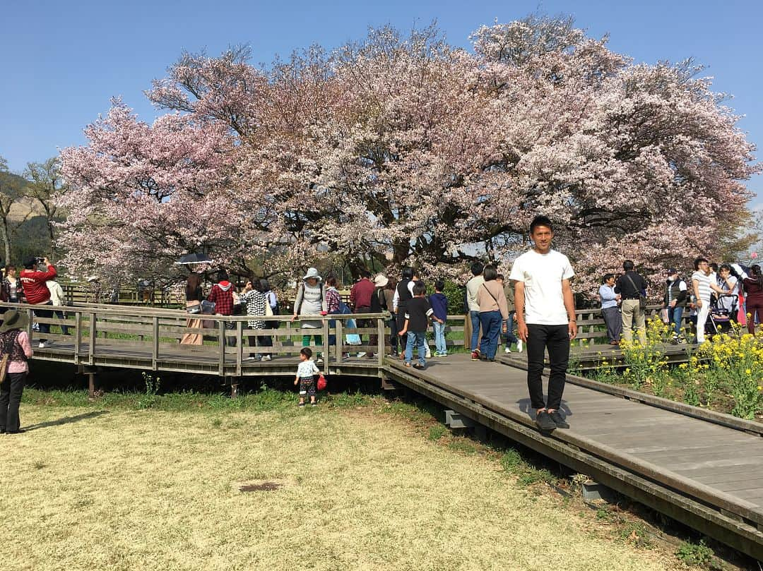 小谷祐喜さんのインスタグラム写真 - (小谷祐喜Instagram)「オフだったので阿蘇に桜を観に行きました！ #一心行の大桜 #大O脚 #綺麗だ」4月3日 16時30分 - kotani0727