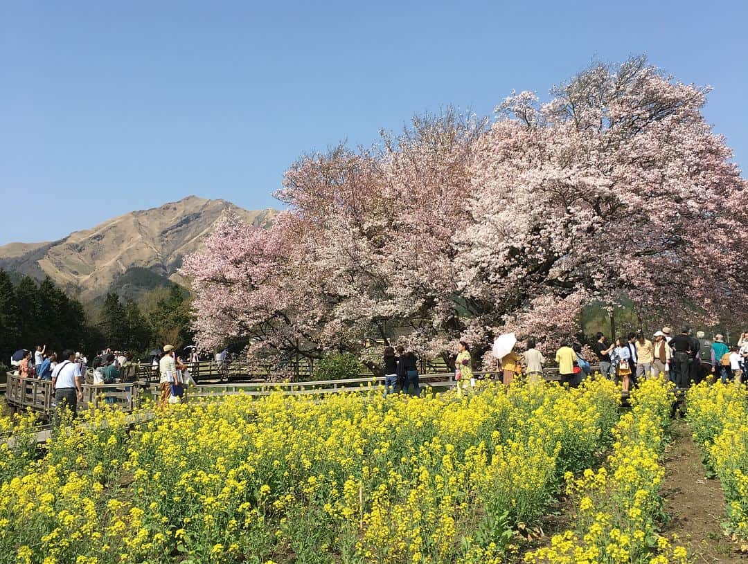 小谷祐喜のインスタグラム：「オフだったので阿蘇に桜を観に行きました！ #一心行の大桜 #大O脚 #綺麗だ」