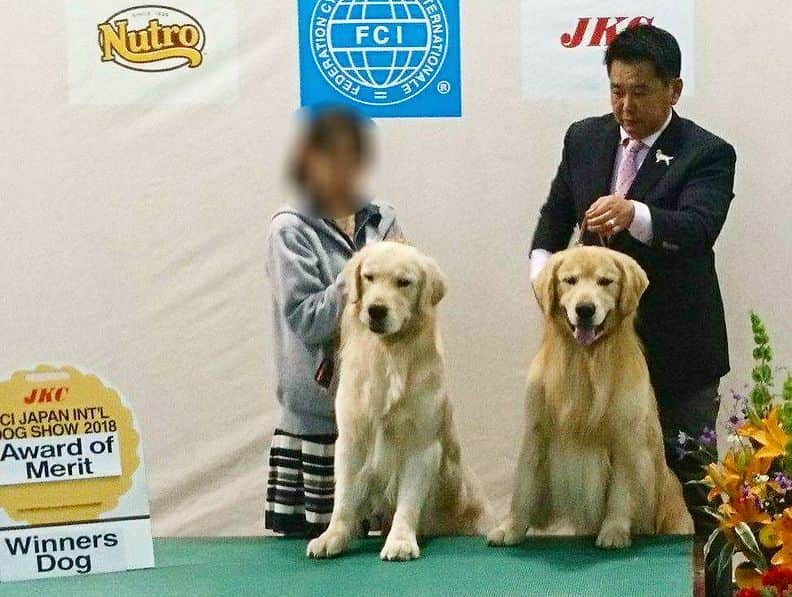 まゆみさんのインスタグラム写真 - (まゆみInstagram)「。 。 Japan International Dog Show The dogs that I was in charge of grooming 。 。 あたらしーおよふくー❤️🐶🐶❤️ 。 あーちゃんのがにあうとおもーの🐶✨ ぺーもにあっぺるー🐶💦 。 。 先日の#ジャパンインター2018 の写真をちょっとご紹介😄 。 @dreamgolden428  最強ゴルのルイくん 息子の癒し系カイくん @cohhana  ルイくんの娘の可愛い華ちゃん 。 今回はルイくんと華ちゃんを 担当させて頂きました✨ 。 みんな素敵でしょー🤣✨✨ 。 素晴らしい賞も取れたんだよー🤣👍🏻❤️ 。 おめでとうございまーす㊗️🎉 。 。 そして ショーがひと段落したあたしとぺーは買い物へ🏃🏽‍♀️🐶💨💨 。 。 1. 買ったばかりの @petit_heaven.tokyo  のクールキャミ 2. 手前 華ちゃん 奥 ルイくん 3. 走るカイくん 4.ドリームゴールデンのブリーダーさんとルイくん 5. ブリーダーさんと華ちゃん 6. ルイカイ親子でお立ち台 7. 皮のリードかっぺみた 8. 戦利品 プチヘヴン達とウェットティッシュポーチとブラックラブカンパニーのカラーと三個千円のおもちゃ達 。 。 #ドリームゴールデン #ゴールデンレトリバーブリーダー #買いまくってやった #もうお金ない #さーてまた働こう🤣👍🏻 。 。 #ゴールデンレトリバー#goldenretriever#dog#犬#あーるん#golden#retriever#ilovemydog#doglover#petstagram#retrieversgram#goldens_ofinstagram#insta_dog#adorable#ぺんぺん子ちゃん#多頭飼い#welovegoldens#Instagram#Instagramjapan#Instagramdogs#cutedogslover_」4月3日 19時30分 - aarun_evolution