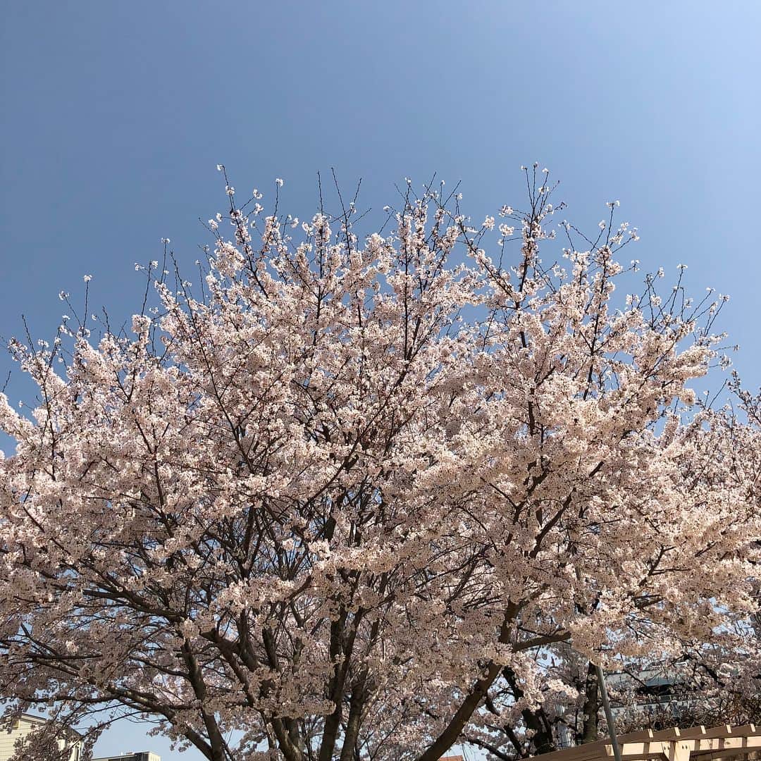 竹下佳江さんのインスタグラム写真 - (竹下佳江Instagram)「#姫路城 #桜 #出会いと別れの季節 #サプライズお誕生日ケーキ #敏腕マネージャー #ありがとう  息子を連れ出してくれて、お花見に参加させてもらって、みんなの美味しいお弁当をいただいて、たくさん遊んでもらうという幸せ😊 ありがとう💕」4月3日 19時24分 - takechanman0318