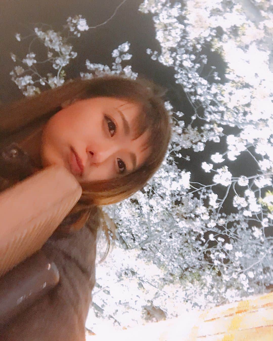 のインスタグラム：「桜ももう終わりかしら…  #cherryblossom #flowers #night #light」