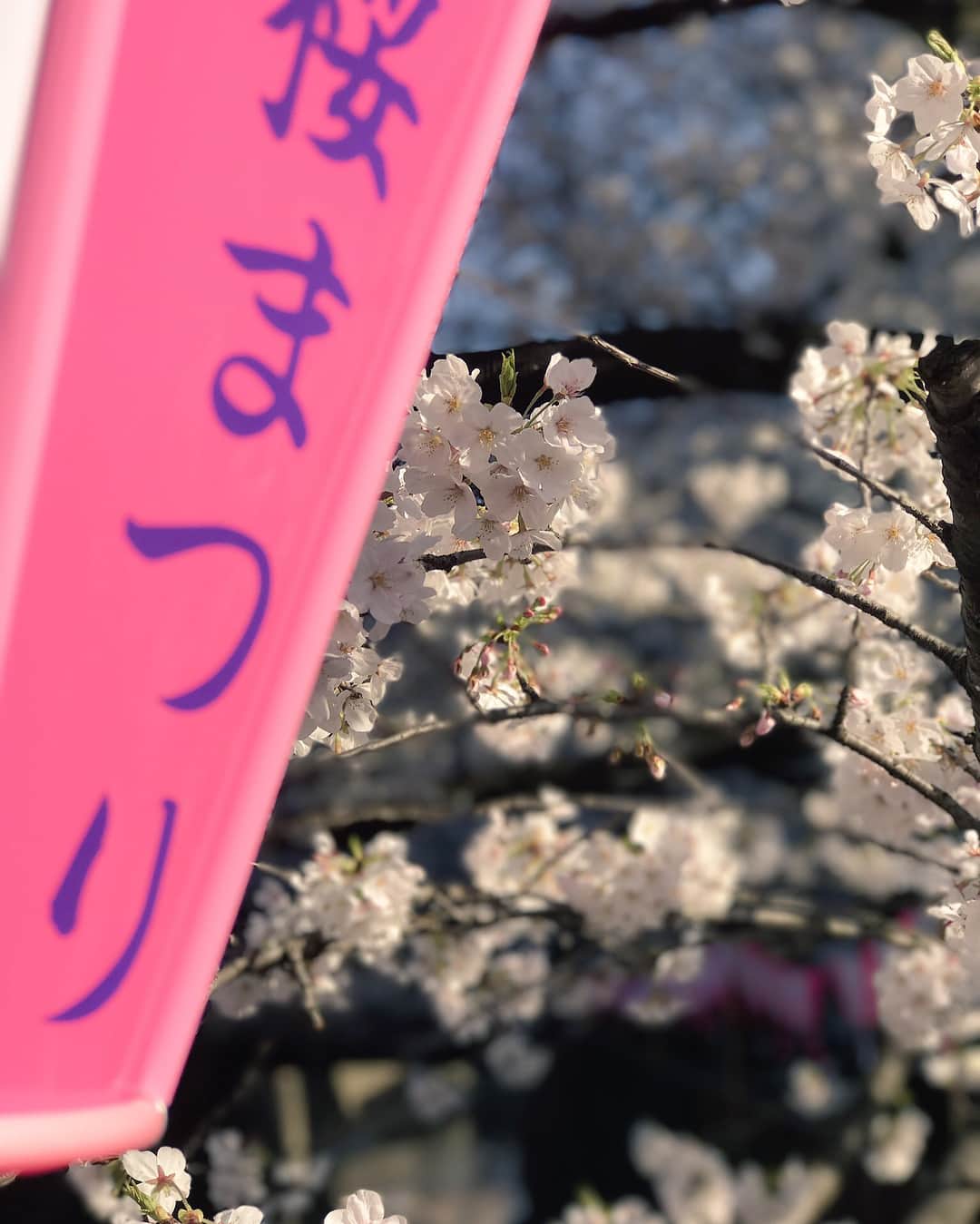 宮河マヤさんのインスタグラム写真 - (宮河マヤInstagram)「さよなら、桜。また来年🌸 #sakura #おやすみなさい ☺️ #晚安 #sweetdreams」4月3日 20時17分 - maya_m0901