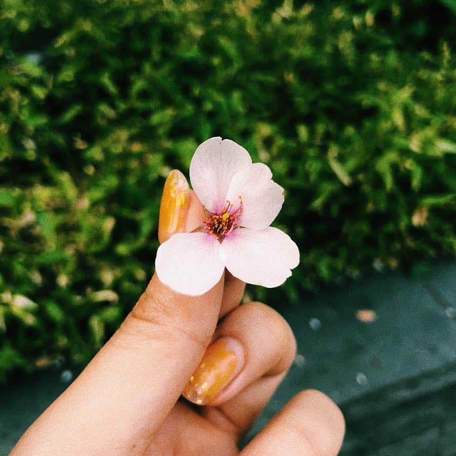 藤田ニコル（にこるん）さんのインスタグラム写真 - (藤田ニコル（にこるん）Instagram)「今日桜が道端に落ちてて、特に意味もなく拾ってみたんだけど５枚の花びらでできてるのに１枚だけどっかいっちゃっててなんだか、しゅんとした。🌸もう桜沢山散ってて寂しいな。」4月3日 22時33分 - 2525nicole2