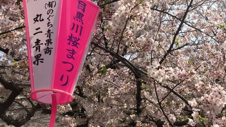 二瓶永莉のインスタグラム：「今さらですが先週の中目黒🌸 目黒の桜の美しさは流れる川にあるのね、とようやくベストタイミングで見に行けた！ この「そうだ、京都へ行こう」的なカメラのクレーン感、我ながらなかなかじゃないかと笑 ・ ・ ずーっとまた水彩描きたいなーと思っていたのですが、スケッチブックまで買ってたのに、なぜかペンタブ買って苦戦中(´･_･`) でもペンタブでもこんなに狙い通りに筆跡つけられたり、パレットで色混ぜたりできて超面白い！！ﾋｬﾊー ・ ・ #中目黒の桜 #桜 #sakura#断食3日目だったけどひとくちビールてゆーの飲んだ🍺#ワコム#ペンタブ#水彩画#実はこっそり美術の教員免許持ってる」