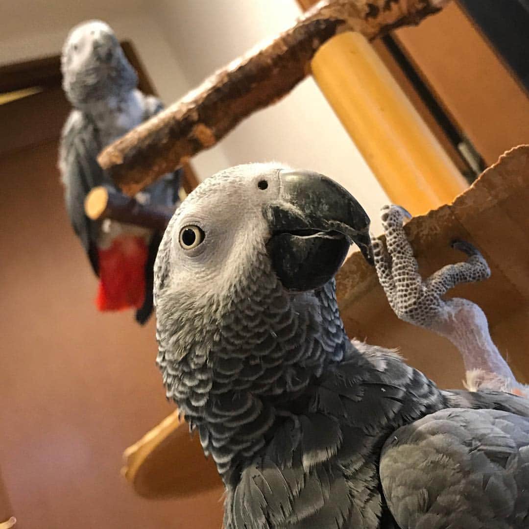 内田美奈子のインスタグラム：「おはよーす  #africangrayparrot #parrot #ヨウム」