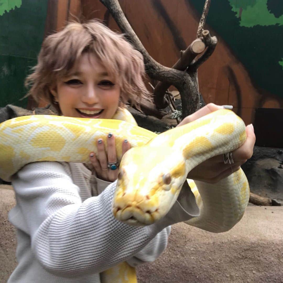 のインスタグラム：「🐍🐍🐍 #snake #zoo #happy #love ・ ・ ・ 蛇使いになった日👧✌️ ・ 大好きな爬虫類との撮影は 終始デレデレの長谷川でした🤤💛💛💛 ・ 意外と重かったしどさくさにまぎれて たまに腕とか締め付けてきたこの子、、、 そーゆうところが好き( ´∀｀)💭笑 （後ろで鳴いてる謎の生き物はなんだったんだろう笑）」