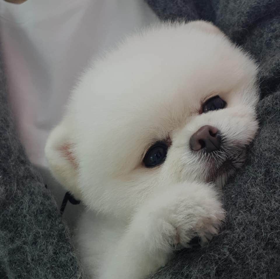 thesoy_yoonsoさんのインスタグラム写真 - (thesoy_yoonsoInstagram)「. 마지막 사진은 #먹구름 . 차밑에 들어가 셀프 옹도니 긁긁하고 나오더니 등이 저꼴ㅋㅋㅋ . 차가 시원하게 긁어줘썽?ㅋㅋ . 지난번 울언니 놀러왔을때 자기 자고 있으면 퐁키가 자꾸 궁댕이를 얼굴에 들이댄다고ㅋ그건 퐁데레의 좋다는 표현이야ㅋㅋ 긁긁해줘... . ♀Fongki 2015.05.28」4月4日 18時03分 - thesoy_yoonso