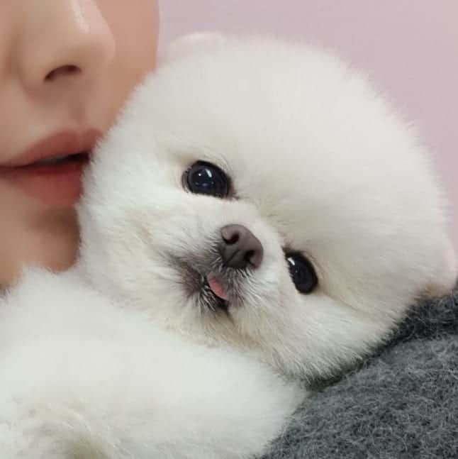 thesoy_yoonsoさんのインスタグラム写真 - (thesoy_yoonsoInstagram)「. 마지막 사진은 #먹구름 . 차밑에 들어가 셀프 옹도니 긁긁하고 나오더니 등이 저꼴ㅋㅋㅋ . 차가 시원하게 긁어줘썽?ㅋㅋ . 지난번 울언니 놀러왔을때 자기 자고 있으면 퐁키가 자꾸 궁댕이를 얼굴에 들이댄다고ㅋ그건 퐁데레의 좋다는 표현이야ㅋㅋ 긁긁해줘... . ♀Fongki 2015.05.28」4月4日 18時03分 - thesoy_yoonso