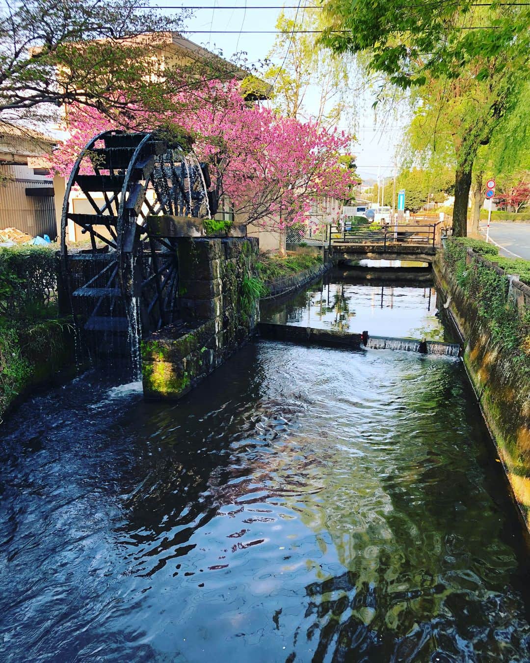 金成公信さんのインスタグラム写真 - (金成公信Instagram)「熊本県菊池市。水路水路水路。素晴らしい。素敵な街。水路の苔の発色を見れば一目瞭然ですね。住みたい。 #熊本県菊池市」4月4日 20時15分 - bonsai_chiba