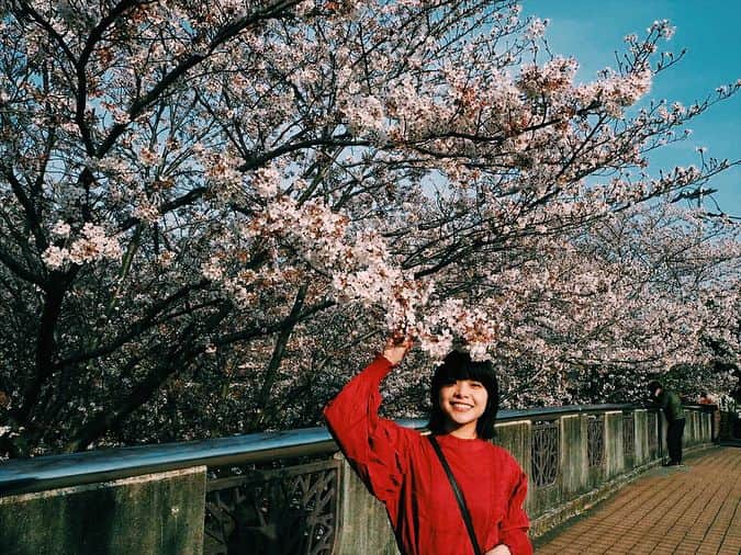 岸井ゆきのさんのインスタグラム写真 - (岸井ゆきのInstagram)「お父さんと散歩したときの桜🌸 写真撮ったり撮ってくれたり  夜はひさしぶりにお母さんの煮物とお父さんのエビチリを食べた。🍤いいよね。」4月4日 20時30分 - yukino_kishii