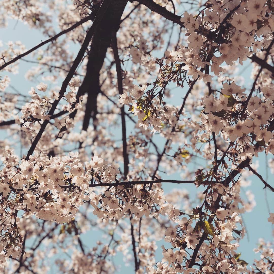 高橋大輔さんのインスタグラム写真 - (高橋大輔Instagram)「桜ちったね。 新しいスタート。 頑張りましょう！」4月4日 20時54分 - d1sk_t