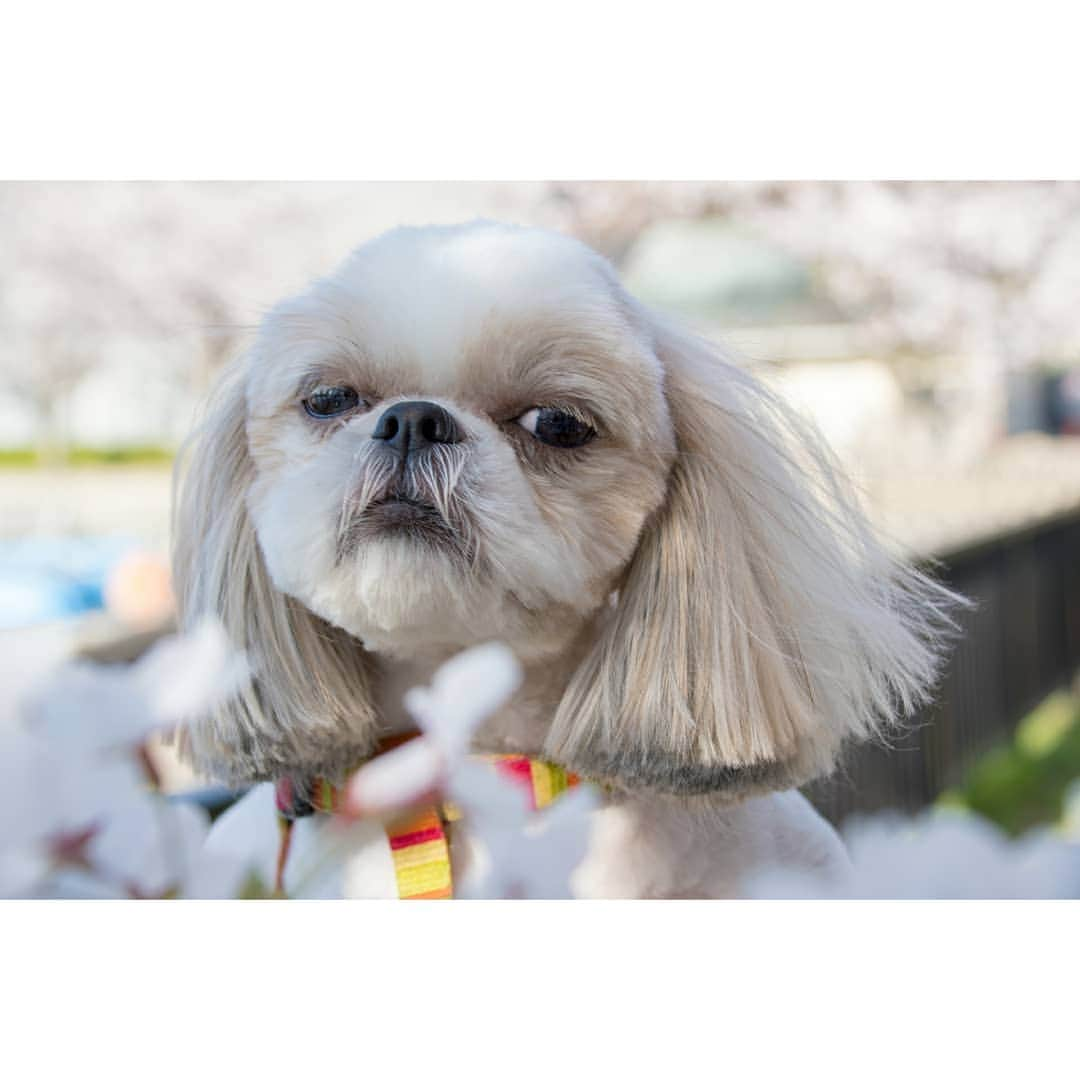 Bungo's photographyのインスタグラム：「* 今年の桜は開花が早かったですね～🌸 * 晴れの日に見れて良かったです✨ * で、トリミング帰りでお疲れなのに連れ回されて、なんとなくおこ状態のぐりさん🐶 * ずっと真顔のぐりをどうにか良い感じに撮ろうと奮闘してました🐾 * #シーズー #shihtzu #mydog #puppy #doggy #犬 #イヌ #いぬ #犬バカ部 #わんこ #犬ら部 #犬のいる暮らし #dog #ふわもこ部 #instagood #like #follow #tbt #followme #picoftheday #bestoftheday #look #shoutout #ilovemydog #instadog #dogpic #doglover #dogstagram #petstagram #愛犬」