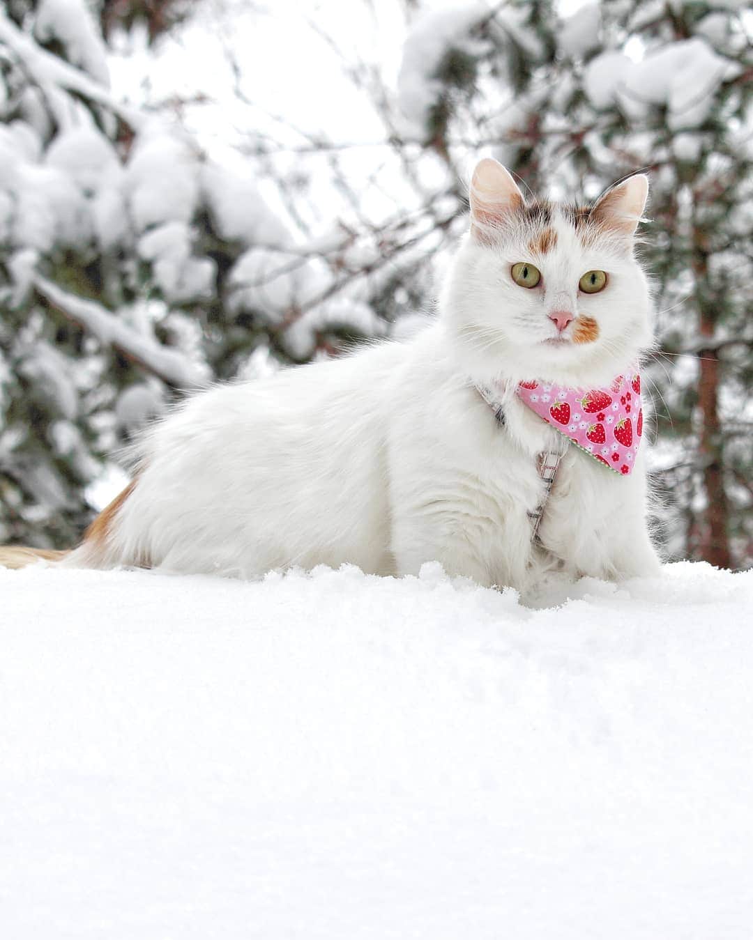 Swedish Cat Mafiaのインスタグラム