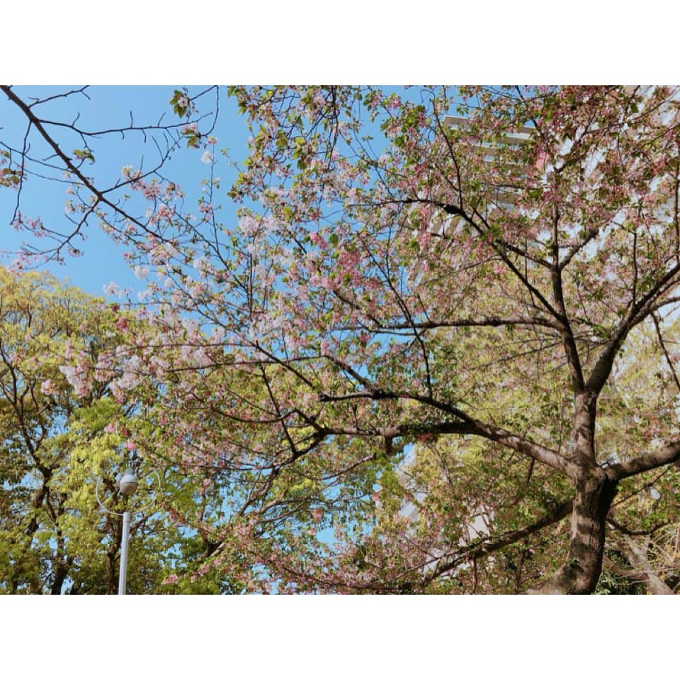 丸高愛実さんのインスタグラム写真 - (丸高愛実Instagram)「仲良しファミリー会😋🌸💓 いつもとっても美味しいごはんを用意してくれるの😭❤️ 桜は散りはじめてるけど、楽しいお花見でした🌸😘🌸 #仲良し #ファミリー会 #大阪 #お花見」4月4日 22時14分 - marutakamanami