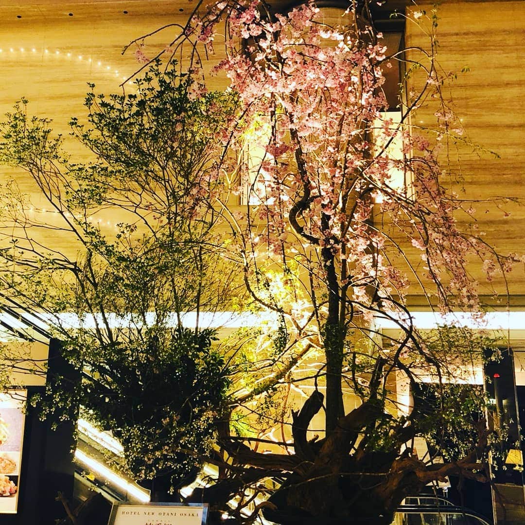 newotani_osakaさんのインスタグラム写真 - (newotani_osakaInstagram)「桜の見頃もそろそろ終盤。ホテルのロビィには遅咲きのしだれ桜を展示しています。  Shidare-sakura, weeping cherry tree is now displayed in the lobby @newotaniosaka  #hotelnewotaniosaka #newotaniosaka #SAKURA #osaka #japan #ホテルニューオータニ大阪 #さくら #しだれ桜」4月4日 22時23分 - newotani_osaka