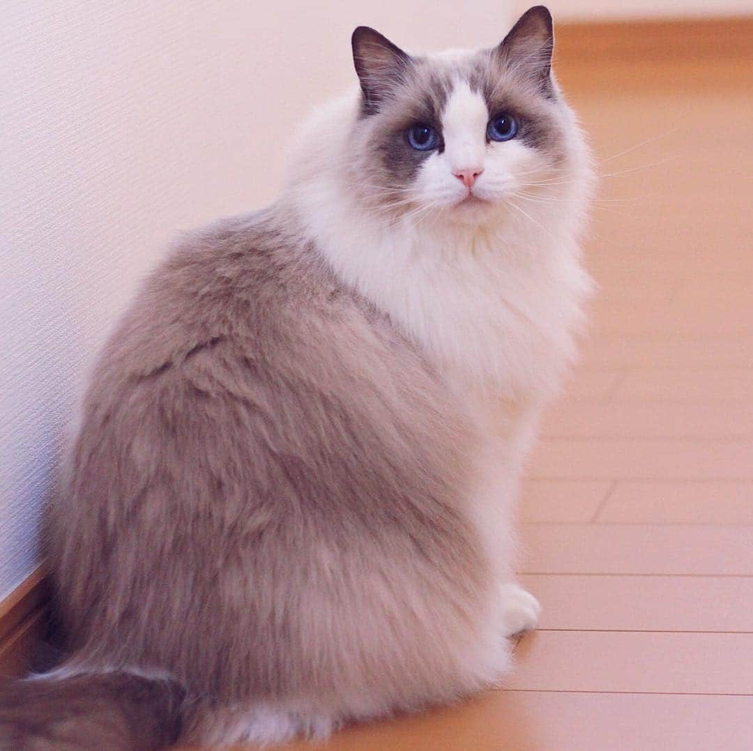 アンナさんのインスタグラム写真 - (アンナInstagram)「#cat #ragdoll #ragdollcat #neko #ネコ #ねこ #猫 #ラグドール」4月5日 10時16分 - annaragdoll