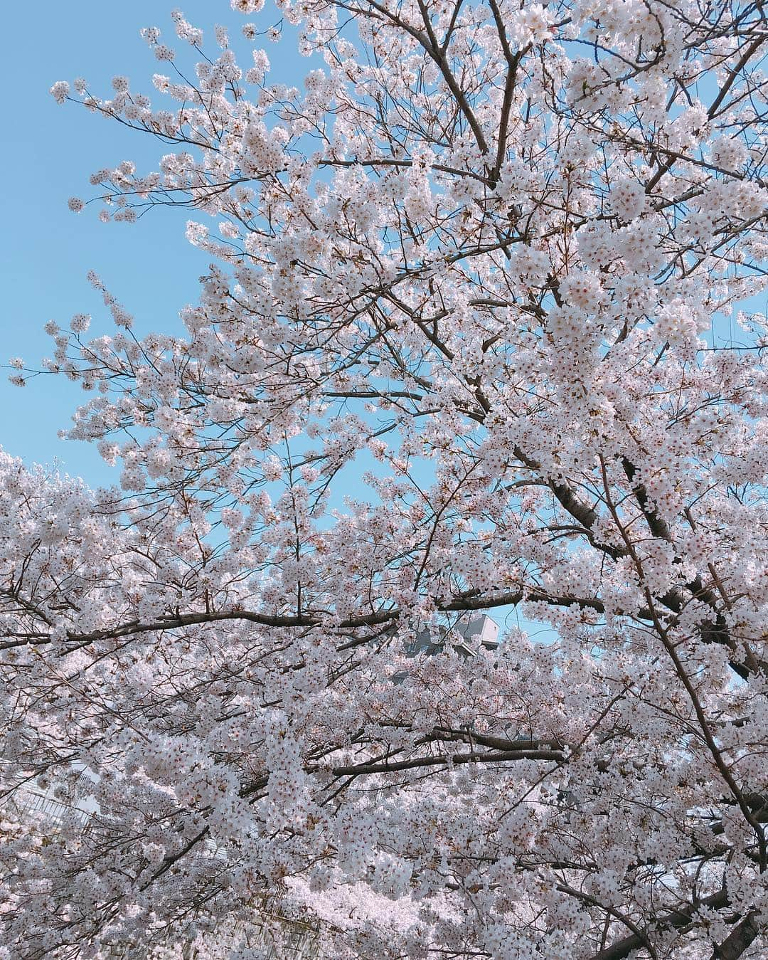 大森由佳のインスタグラム：「🌸🌸🌸 散るの早かった、、😐」