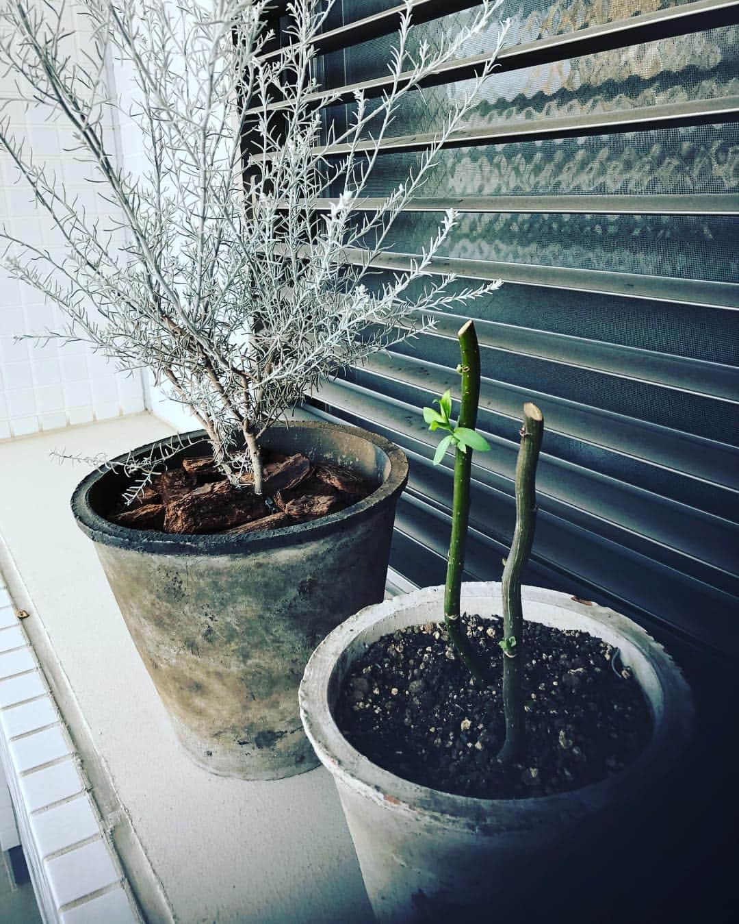青木さやかさんのインスタグラム写真 - (青木さやかInstagram)「お花屋さんで買った雲竜柳から赤い根が出てきたので鉢に植え替えたら芽がでてきたことに、経験したことのない喜びを感じる春です。 #雲竜柳 #春 #新芽」4月5日 17時40分 - sayaka___aoki