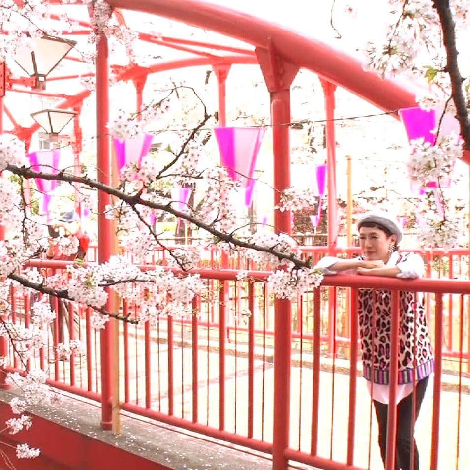 日本テレビ「ヒルナンデス！」さんのインスタグラム写真 - (日本テレビ「ヒルナンデス！」Instagram)「4月6日(金)放送 「おひとり様が行く」桜満開の中目黒 今週末には桜まつりが開催 まだまだ楽しめるお花見グルメを満喫！ お楽しみに！！ (C)日本テレビ #ヒルナンデス #マチャミのおひとり様が行く #久本雅美 #中目黒」4月5日 21時24分 - hirunandesu_ntv_official