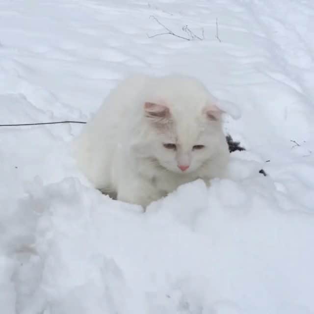 Swedish Cat Mafiaのインスタグラム