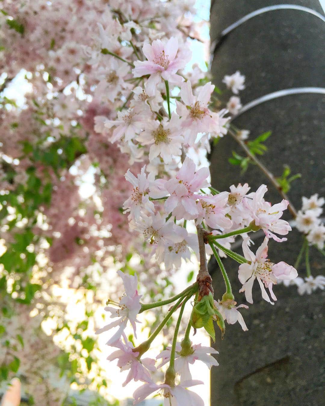 新倉瞳さんのインスタグラム写真 - (新倉瞳Instagram)「🌸 ・ ・ ・ ただいま日本！ 八重桜が美しく色づく中、散らずにふんばって待っていてくれた近所のしだれ桜。ありがとう。 明日はシティフィルさんとリハーサルです💪🏻 #sakura #japan #concert #littlespring #dvorak #celloconcerto #musicianslife #travellife #businesstrip #lifestyle #rehearsal #桜 #しだれ桜 #日本」4月6日 0時58分 - hitominiikura