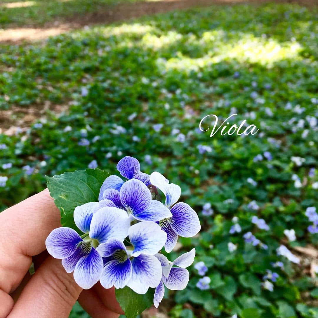 雑誌『花時間』さんのインスタグラム写真 - (雑誌『花時間』Instagram)「おはようございます。皆さんも、心密かに楽しみにする花のスポットがありますよね。私の場合は近所の公園。木漏れ日の差し込む草地に、この時期、スミレが群生します。白地に青紫の脈が入るあなたは何スミレ？  もしかしたら、帰化植物のアメリカスミレサイシンかもしれません。週末は図鑑を持ってお散歩🚶‍♂️も楽しそうですね。では、今日も元気smile😊😊😊で頑張りましょう！ by ピーターパン  #hana #flower #flowers #flowerslovers #flowerstagram #花時間 #花 #花好き #花藝 #花好きな人と繋がりたい #花が好きな人と繋がりたい #花のある生活 #花のある暮らし #スミレ #小さな花  #小さな花束 #viola  #すみれ #春が来た #野の花 #春の野の花 #fieldflowers  #アメリカスミレサイシン #springflowers #春の花 #野の花 #お散歩 #botanicallife #春の野原 #花屋さんへ行こう #公園へ行こう」4月6日 8時37分 - hanajikan_magazine