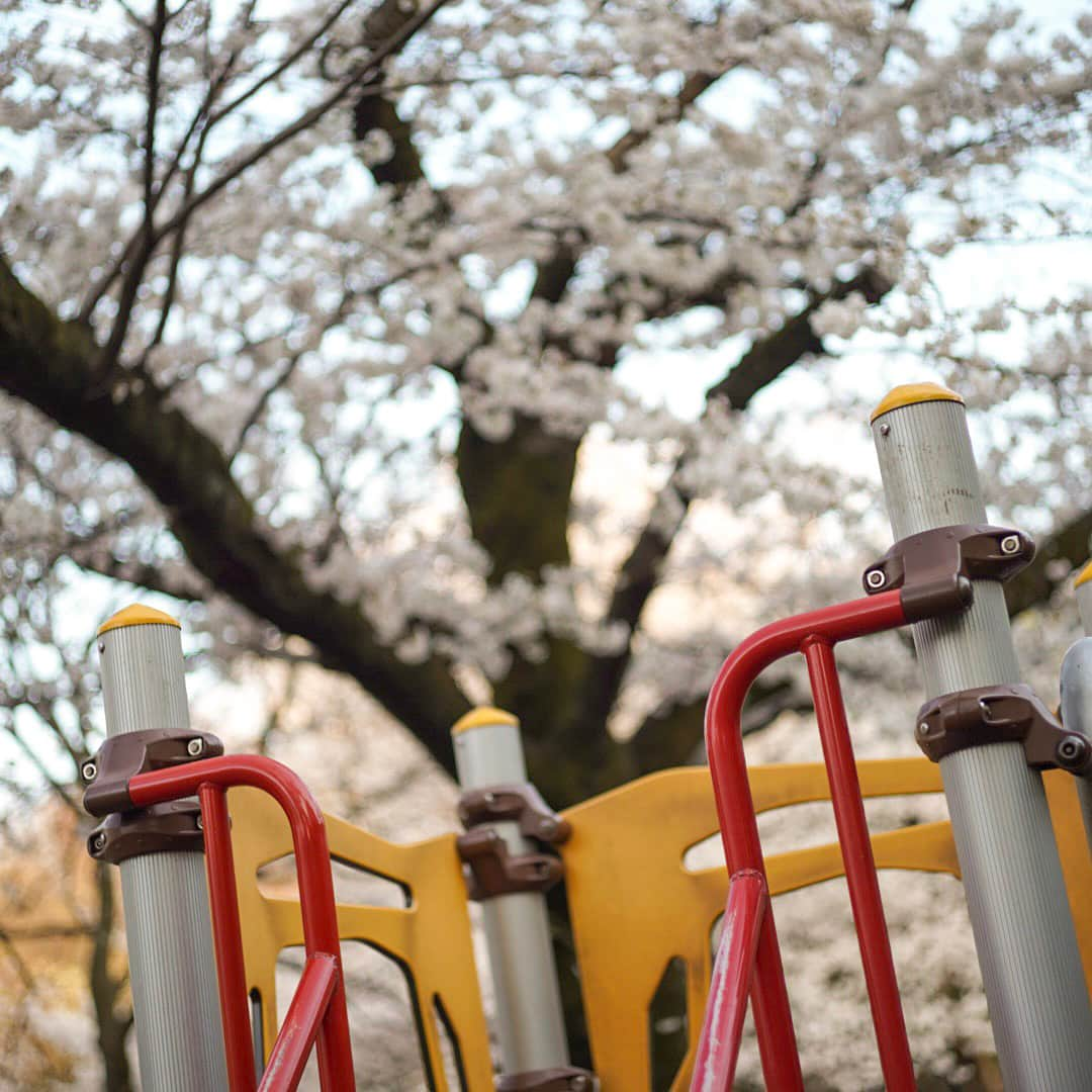 有安杏果さんのインスタグラム写真 - (有安杏果Instagram)「♪﻿ ﻿ 東京の桜﻿ もう散り始めてて﻿ あっという間でした…🍃🌸﻿ ﻿ #有安杏果﻿ ﻿ #東京の桜﻿ #公園﻿ #滑り台﻿ #ブランコ﻿ #カメラ﻿ #写真﻿ #幸せな日々」4月6日 15時16分 - ariyasu_momoka_official