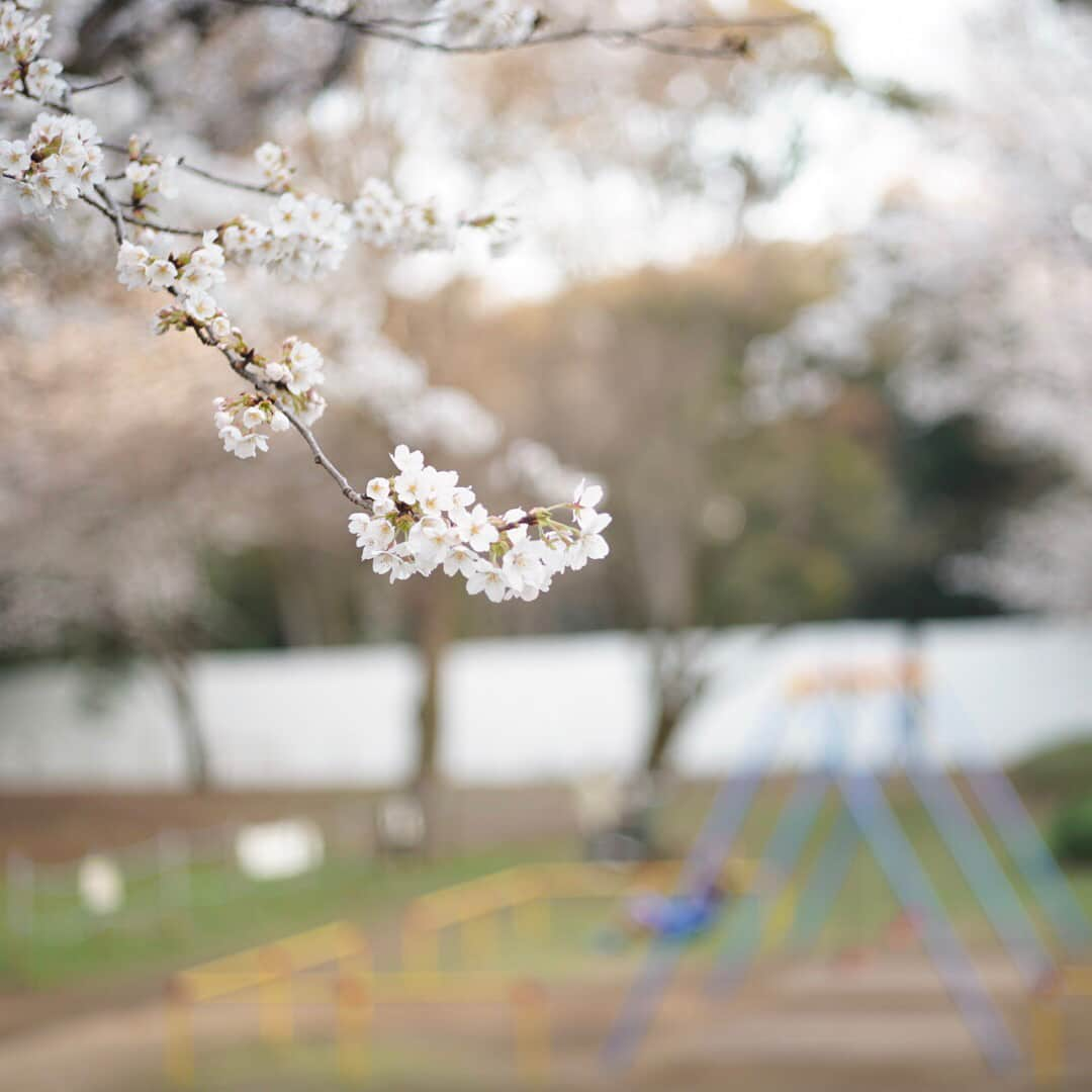 有安杏果さんのインスタグラム写真 - (有安杏果Instagram)「♪﻿ ﻿ 東京の桜﻿ もう散り始めてて﻿ あっという間でした…🍃🌸﻿ ﻿ #有安杏果﻿ ﻿ #東京の桜﻿ #公園﻿ #滑り台﻿ #ブランコ﻿ #カメラ﻿ #写真﻿ #幸せな日々」4月6日 15時16分 - ariyasu_momoka_official