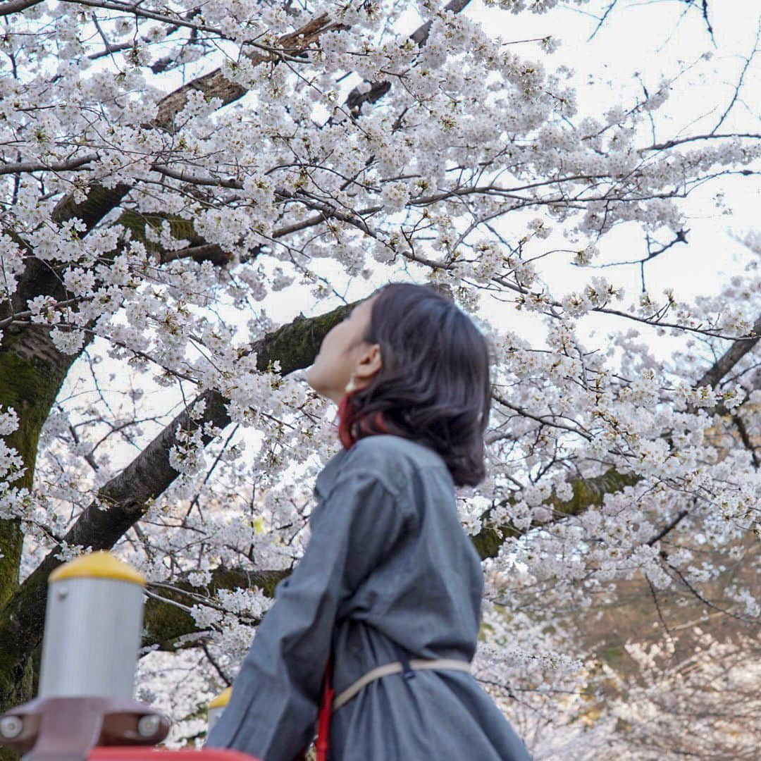 有安杏果さんのインスタグラム写真 - (有安杏果Instagram)「♪﻿ ﻿ 東京の桜﻿ もう散り始めてて﻿ あっという間でした…🍃🌸﻿ ﻿ #有安杏果﻿ ﻿ #東京の桜﻿ #公園﻿ #滑り台﻿ #ブランコ﻿ #カメラ﻿ #写真﻿ #幸せな日々」4月6日 15時16分 - ariyasu_momoka_official