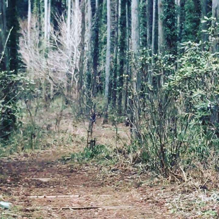 Number Doのインスタグラム：「上田瑠偉さんの撮影では、レース直後でお疲れのところ、何度も不整地を走っていただくことに。「こっちも良さそうですよ〜」と自ら色々な場所をご提案いただいたおかげで、とてもかっこいい写真になってます！ #trailrunning  #numberdo #トレイルラン #run #ランニング #running #runstagram @uedaruy」