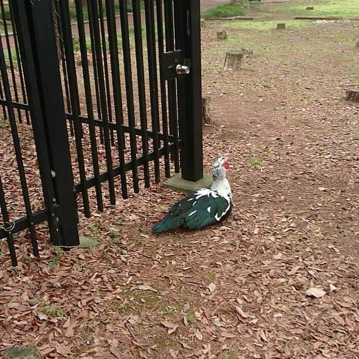橘みのるのインスタグラム：「この鳥はなんて鳥ですかね❔  茨城の公園にいましたよ❗  放し飼いなのかな❔  見た目イカツイけど歩き方かわいい🦃」