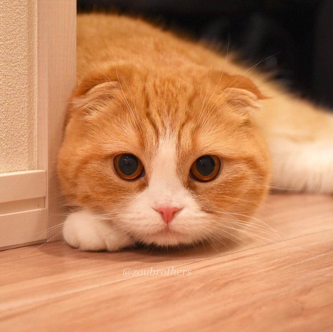 のインスタグラム：「Enzou🐱🌃 _ #えんちゃんお蔵出しpic _ #cat#scottishfold#スコティッシュフォールド」