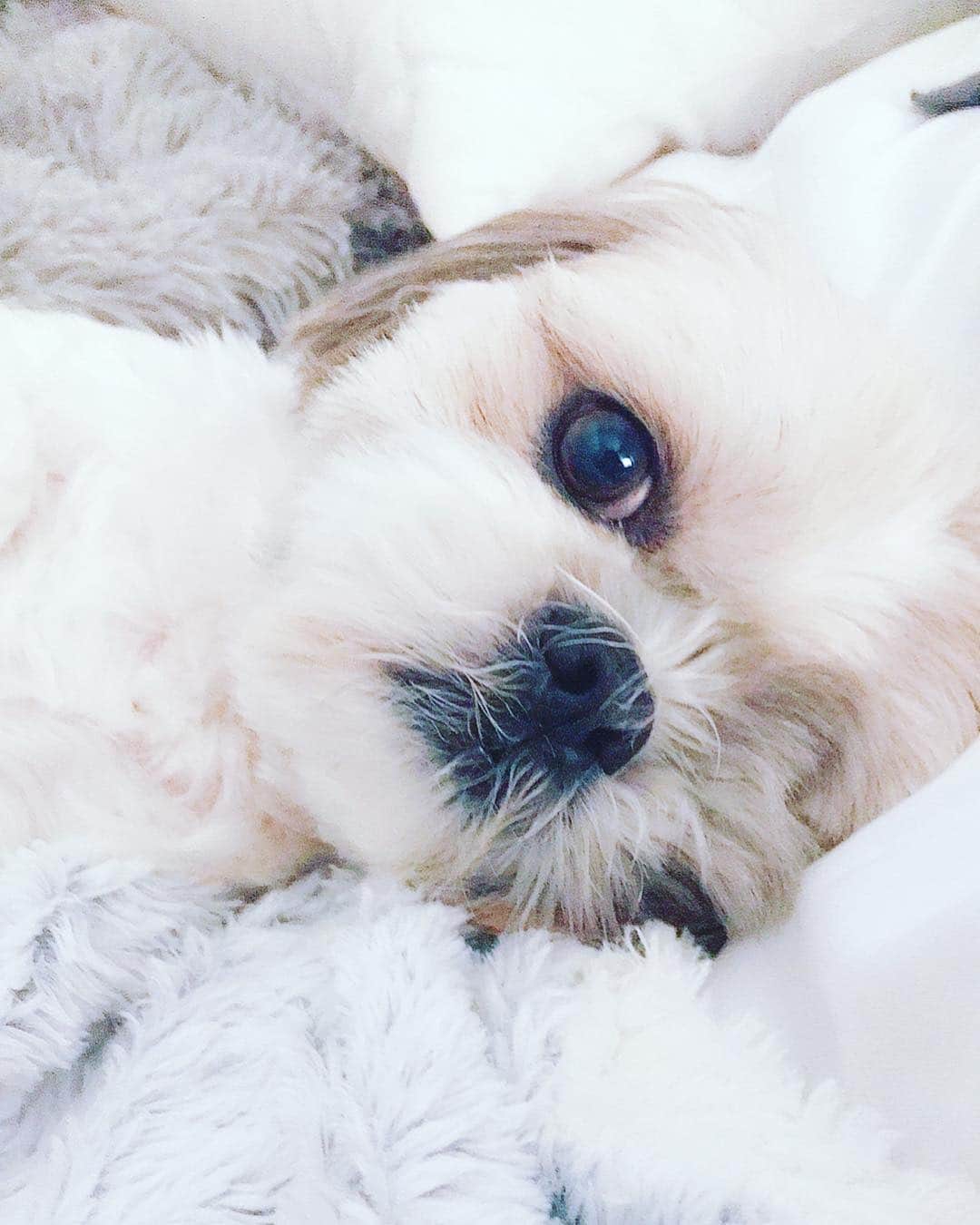 Buttersさんのインスタグラム写真 - (ButtersInstagram)「let’s go to bed mommy, I’m tired 😴」4月6日 17時11分 - hello_butters